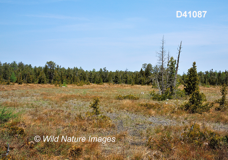 Eastern Great Lakes lowland forests